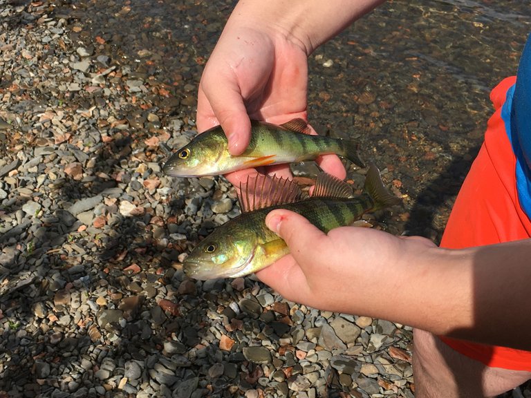 Pêcheur au lac Nictau